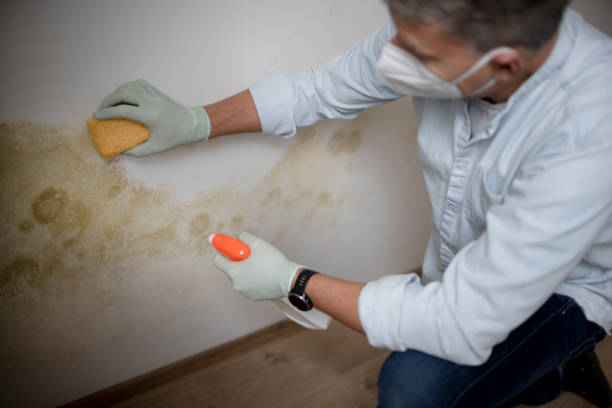Best Office Mold Removal Services  in Sharon, MS