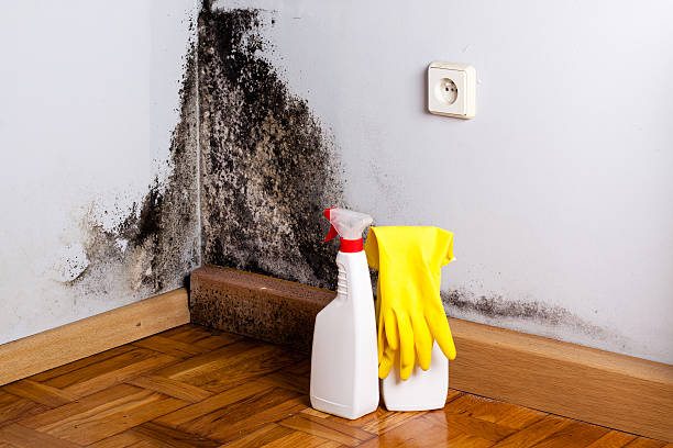 Best Same-Day Mold Removal  in Sharon, MS