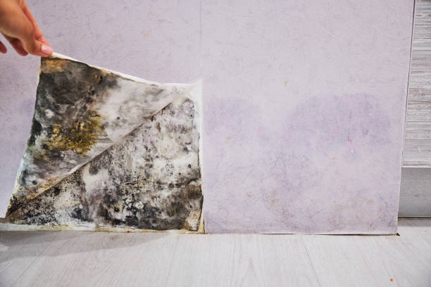 Best Affordable Mold Removal  in Sharon, MS